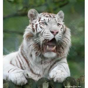 WHITE TIGER LOOKING CROSS STITCH CHART 