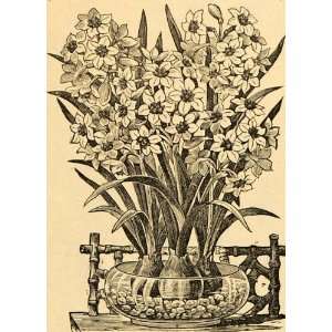  1892 Print Chinese Sacred Lily Narcissus Tazetta Flower 