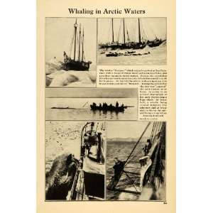  1921 Print Whaling Arctic Waters Herman Cargo Ship Boat 