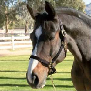    Economy Leather Adjustable Halter with Snap Horse