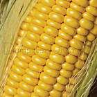   CORN 30+ seeds Huge Ears High yield SWEET Hybrid Organic NON GMO