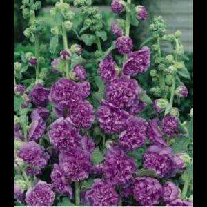 Chaters Double Purple Hollyhock   8 Plants   Alcea  