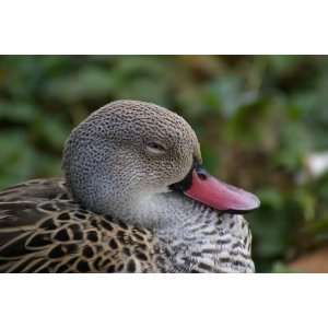  Cape Teal Taxidermy Photo Reference CD