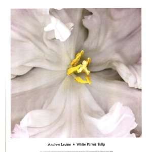 White Parrot Tulip by Andrew Levine 13x14  Kitchen 