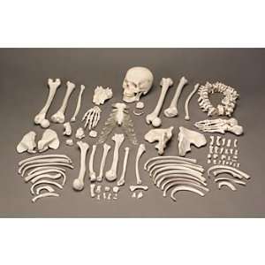Altay(r) Economy Disarticulated Human Skeleton  Industrial 