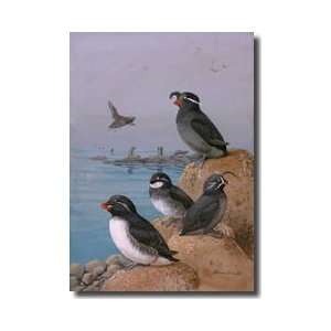  Four Different Species Of Auklet Giclee Print
