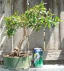 Australian Brush Cherry Bonsai Starter Plant   Eugenia  
