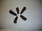   XXLG BEAVER CLAWS/SCIENCE/NATURE/CRAFTS NATIVE AMERICAN/MOUNTAIN MAN