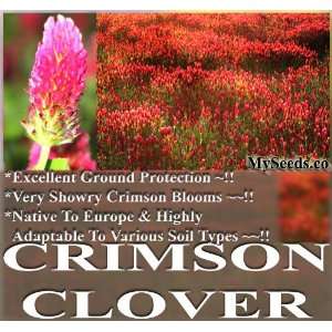  4 oz (14,000+) FRENCH CRIMSON CLOVER Seeds BULK Trifolium 