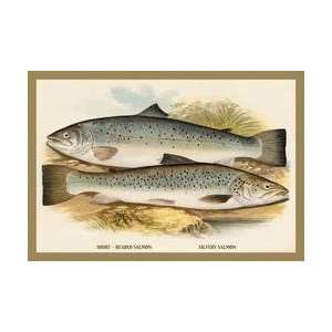 Short Headed Salmon and Silvery Salmon 20x30 poster 