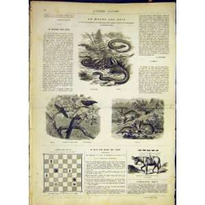  Snake Bird Rabbit Animals French Print 1868