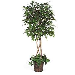 Under planted 6.5 foot Green Ficus Tree  