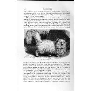  NATURAL HISTORY 1893 94 ANGORA CAT DOMESTIC ANIMAL PET 
