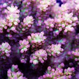   Pets* Strawberry Shortcake Acropora SPS Frag *Live Reef Coral*  