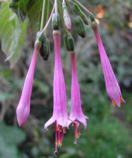 Extremely rare   Beautiful Fuchsia juntasensis   Unusual lilac blooms 