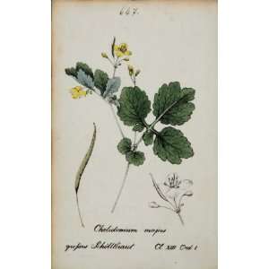   Yellow Botanical Print   Hand Colored Lithograph