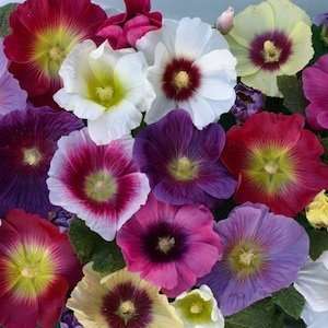  Halo Mix Hollyhock Seed Pack Patio, Lawn & Garden