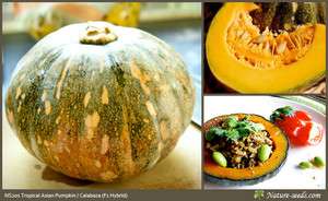  Tropical Asian Pumpkin F1 Hybrid Vegetable/ Fruit Gardening Seeds