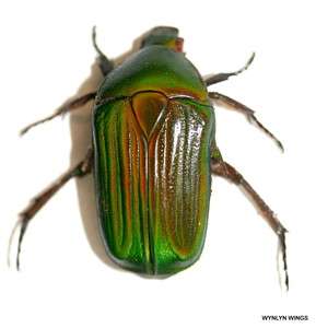 Insect/Coleoptera/Beetle Ptychodesthes gratiosa  