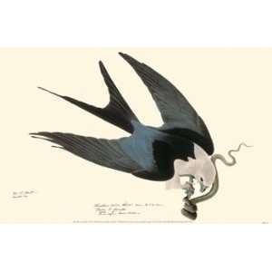  American Swallow Tailed Kite Poster