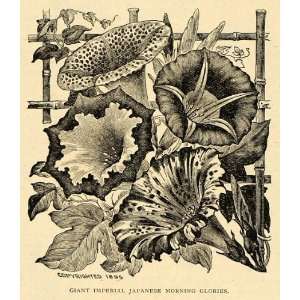  1896 Print Giant Imperial Morning Glories Flowers 