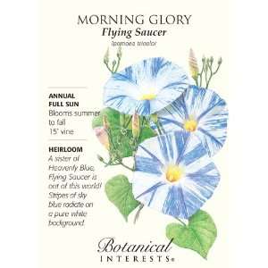  Flying Saucer Morning Glory Seeds   1.5 grams Patio, Lawn 