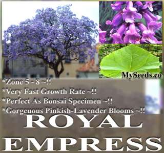 Japanese Kiri Empress Princess Foxglove Tree Seeds NICE  