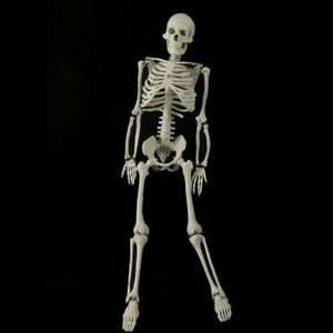 Mr. Thrifty Halloween Skeleton (WCP1D) 4th Quality (stand not included 