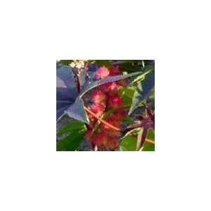   Annuals Rare Pink Carmine Castor Bean 2 seed Patio, Lawn & Garden