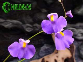 Beautifully flowers – parents ofseed,they are very huge.  