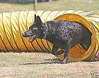 Dog Agility 15 tough Vinyl Tunnel 13 colors to choose