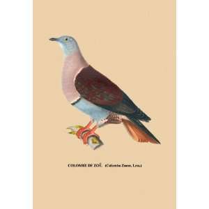  Colombe de Zoe 20x30 poster