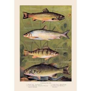  Freshwater Fish 16X24 Canvas