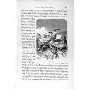   HISTORY 1895 SPITZBERGEN PTARMIGAN BIRDS GROUSE
