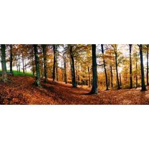 An Iomage of Yellow Tree in Autumn Forest. Panorama   Peel and Stick 