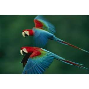  National Geographic, Macaws in Flight, 20 x 30 Poster 