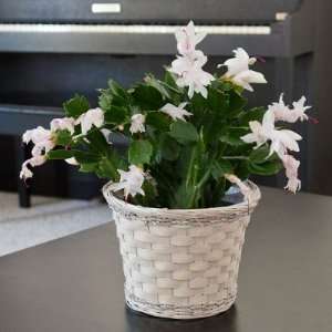 Christmas Cactus in White Washed Basket  Beautiful Blooming Live Plant 