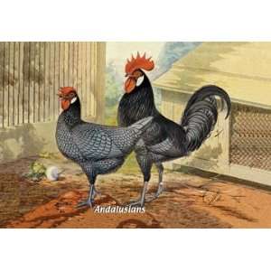 Andalusians (Chickens) 12x18 Giclee on canvas