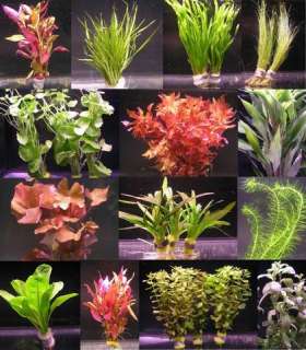 über 40 Aquarium Pflanzen   großes buntes Sortiment  