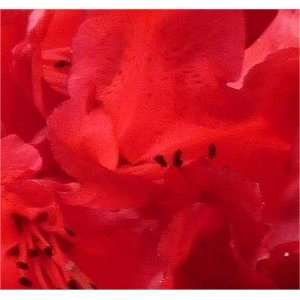 Großblumige Rhododendron Red Jack 40 50cm  Garten