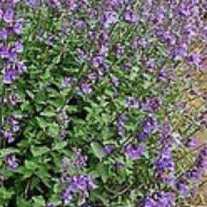 OnlinePlantCenter Walkers Low Catmint Plant N948CL 