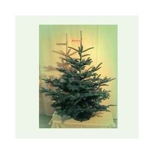 Weihnachtsbaum (echt)   Nobilistanne 160 cm  Küche 