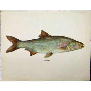 Antiken FarbDruck Aspius Rapfen Fisch C1977  Küche 