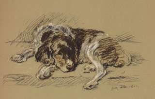 Welsh Springer Spaniel   Lucy Dawson Dog Print   MATTED  