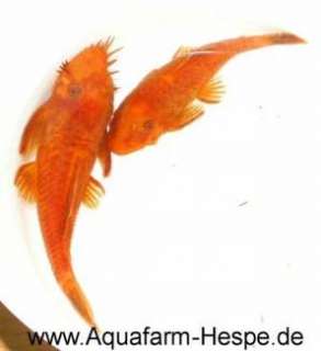 10 St. Ancistrus sp. “Red Fire” 40 € in Niedersachsen   Hespe 