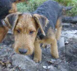 Airedale Terrierwelpen in Thüringen   Wasungen  Hunde & Zubehör 