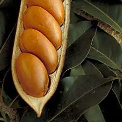 Moreton Bay Chestnut (Castanospermum australe ) 5 seeds  