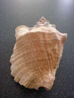   CONCH SEA SHELL   ALMOST 4 POUNDS   OVER 11 LONG   VERY PINK  