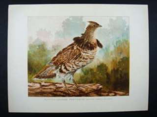 Antique Offset Lithograph Vintage Ruffed Grouse Partridge Print  