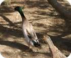 TAPIS DE SOURIS canard coureur indien duck neuf polyest
